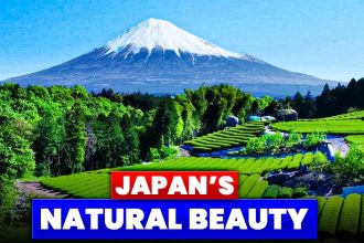 Snow-capped Mount Fuji with lush green tea fields and forest under clear blue sky.